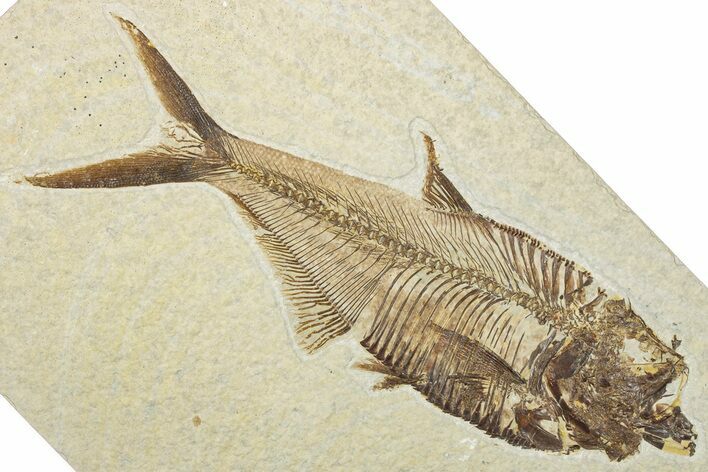 Detailed Fossil Fish (Diplomystus) - Wyoming #345395
